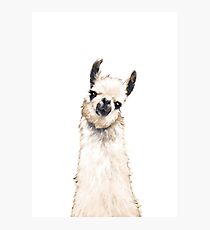 Lama Fotodruck