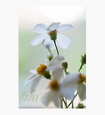 'Scuse me while I kiss the sky, ii Photographic Print