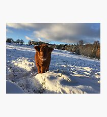 Scottish Highland Cattle Calf 1589 Photographic Print