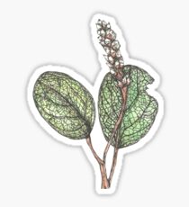Salix Reticulata Sticker