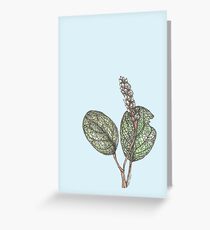Salix Reticulata Greeting Card