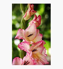 Tickled Pink Photographic Print