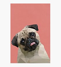 Pug Photographic Print