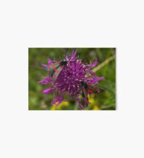Greater Knapweed with "6-spot Burnet" Moths Art Board