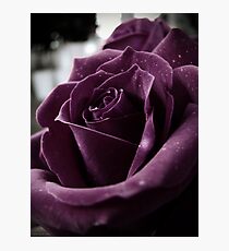 Purple Rose II Photographic Print