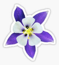 the beautiful columbine blossom Sticker