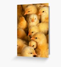 Clutch of Yellow Fluffy Chicks Greeting Card