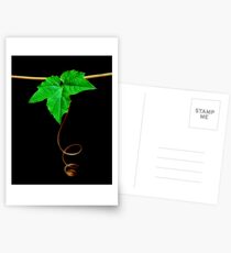 Vine Postcards