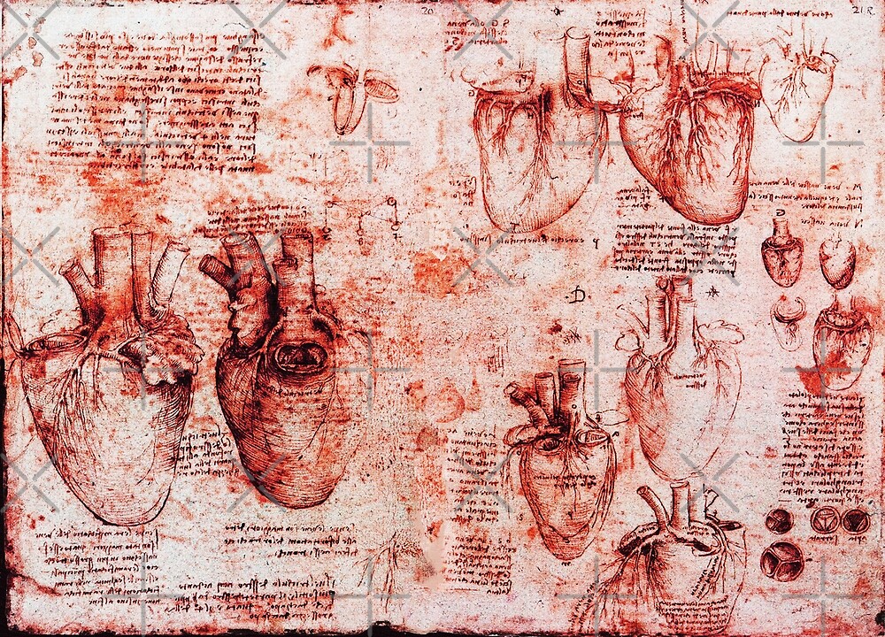 da vinci drawings anatomy