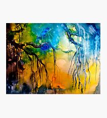 The Willow Photographic Print