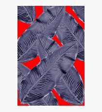 minimal leaf Photographic Print