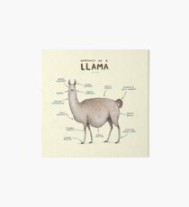 Anatomie eines Llama Galeriedruck