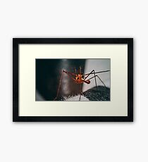 Insect Macro Framed Print