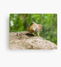 Funny amusing little chipmunk Metal Print