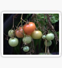 Tomatoes on the vine Sticker