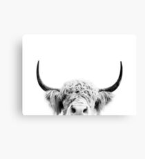 Peeking Cow Canvas Print