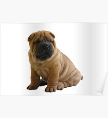 Shar Pei Poster