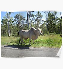 Surrounded by Cattle Poster
