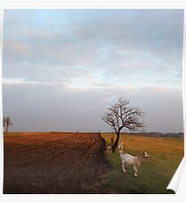 afternoon goats Poster