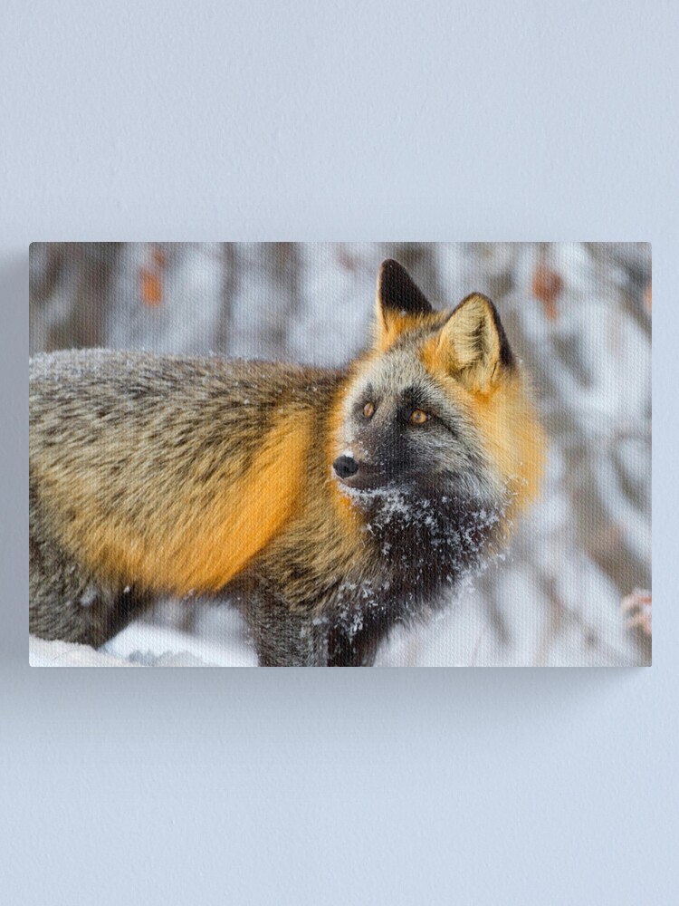 Alternate view of Cross Fox in the Arctic Canvas Print