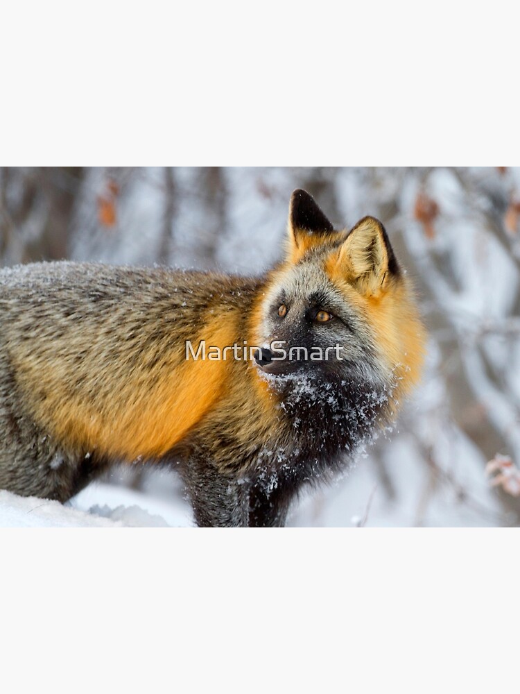 Cross Fox in the Arctic by MartinSmart