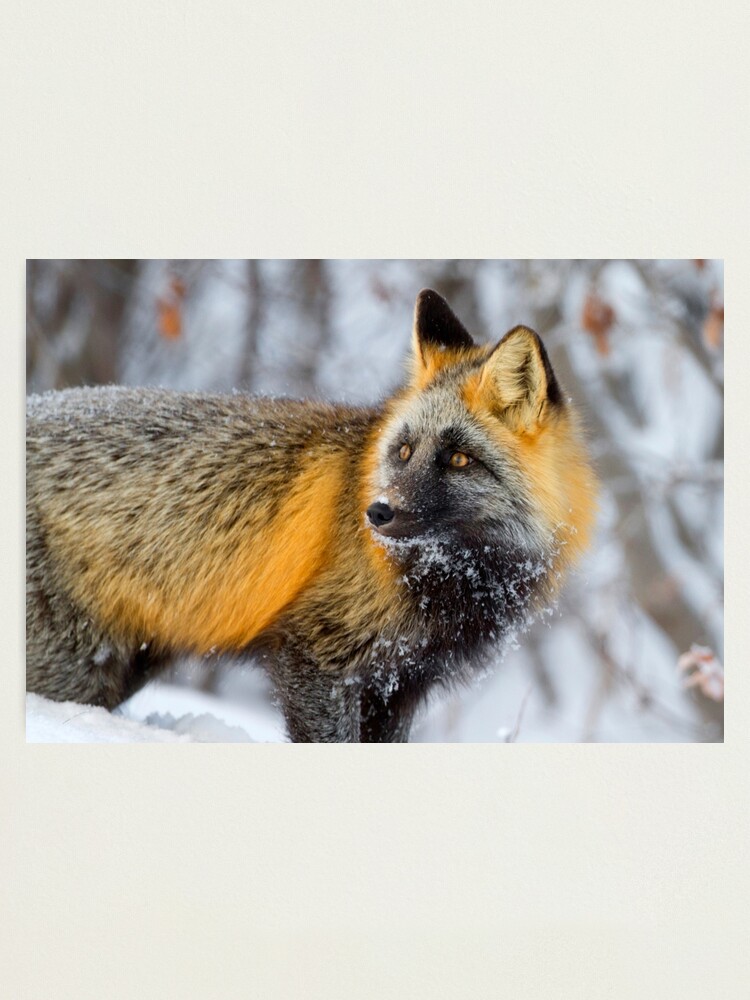 Alternate view of Cross Fox in the Arctic Photographic Print