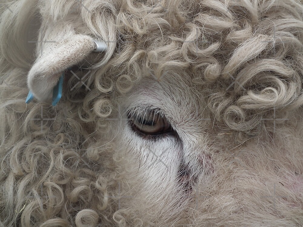 "Sheeps eyes " by LydiaBlonde Redbubble