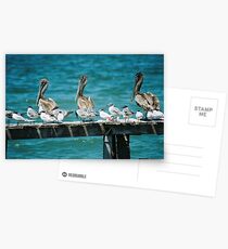 Pelicans Postcards