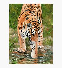 Tiger. Testing The Water Photographic Print