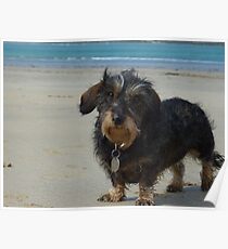 Daisy on her Cornish Beach Holiday Poster