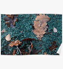 puddle in autumnous forest Poster