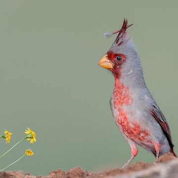Artwork thumbnail, Feather in My Cap - Pyrrhuloxia by rshankar8080