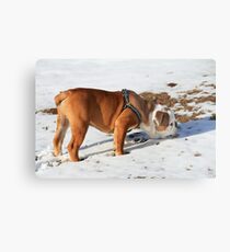 Sniffin in the Snow Metal Print