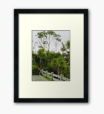 Cabbage Trees Botanic Gardens Wellington New Zealand Framed Print