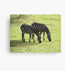 Zebras im Frühling Leinwanddruck