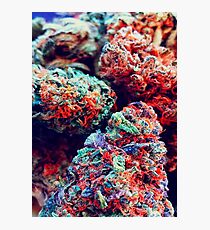 BUD COLOR Photographic Print