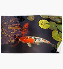 Japanese Koi Poster