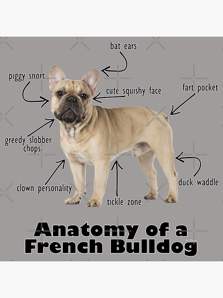 "Anatomy of a French Bulldog" Framed Art Print by eyevoodoo Redbubble
