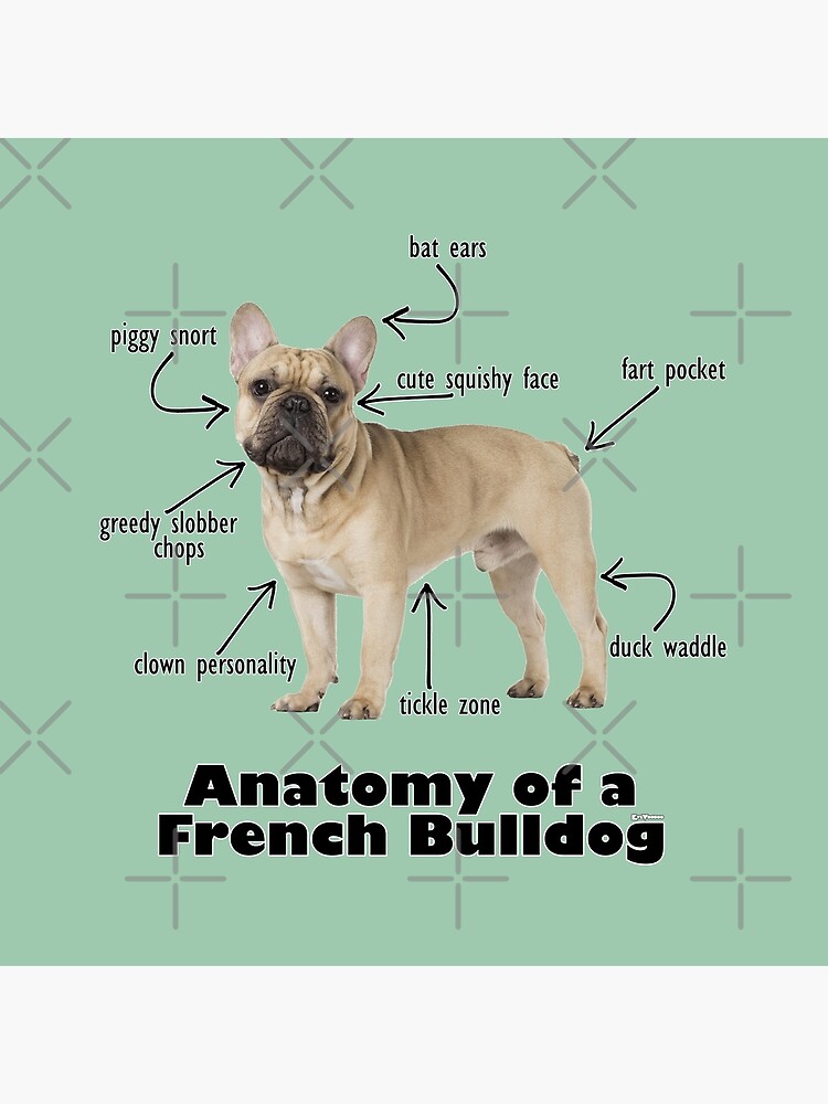 59+ French Bulldog Teeth Diagram Photo Bleumoonproductions