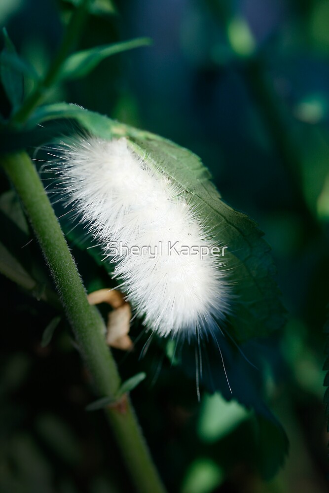 "White Fuzzy Caterpillar" by Sheryl Kasper Redbubble