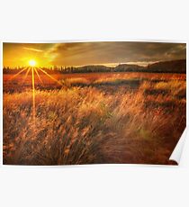 Field of Sunset and Grass Poster
