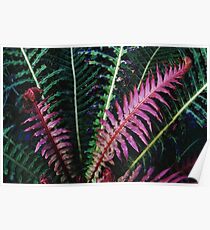 Red Fern #2 Poster