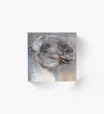 LLAMA Acrylic Block
