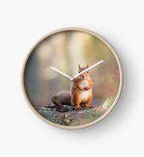 Red Squirrel in Woodland Clock