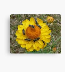 Insect attack Canvas Print