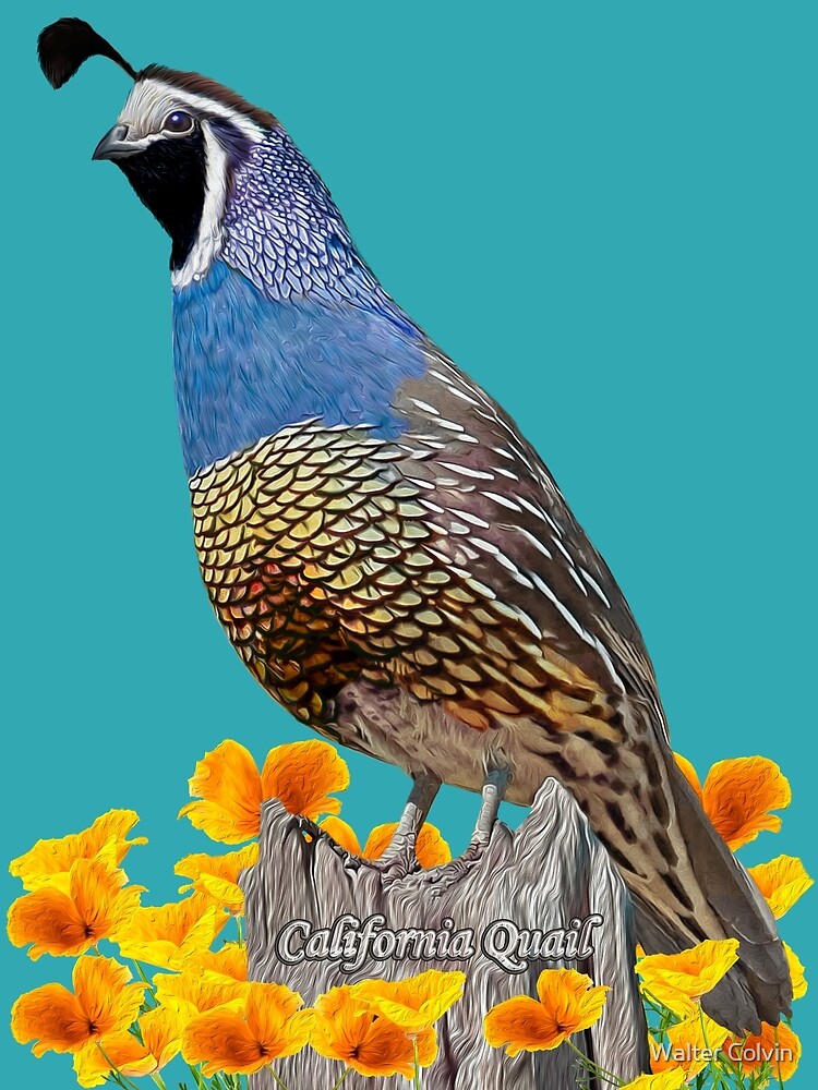 california-state-bird-and-flower-by-walter-colvin-redbubble