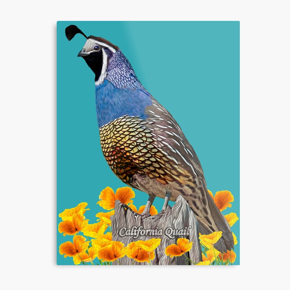 california-state-bird-and-flower-metal-print-by-skyviper-redbubble