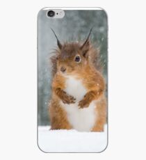 Red Squirrel in the Snow iPhone Case