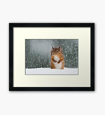 Red Squirrel in the Snow Framed Print