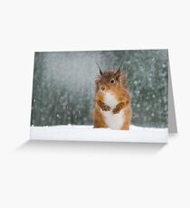 Eichhörnchen im Schnee Grußkarte